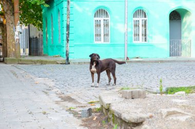 Siyah köpek kutaisi yolunda duruyor.