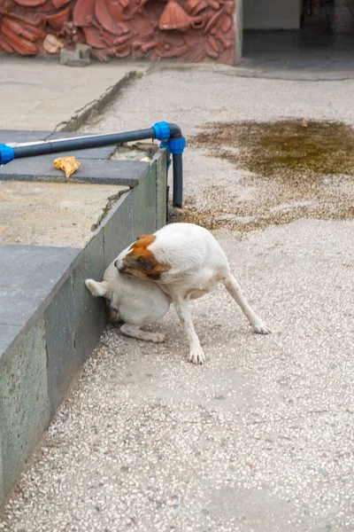 Красно-белая собака сидит на дороге — стоковое фото