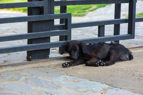 Pequeño perro negro se encuentra en el asfalto — Foto de Stock