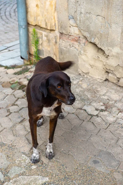 Com patas brancas cão preto fica na estrada em georgia — Fotografia de Stock