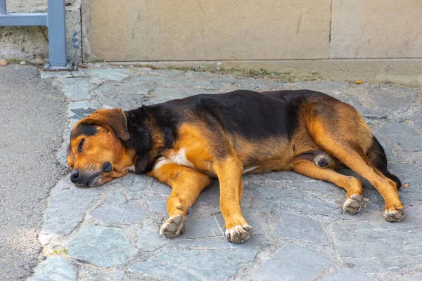 Ein großer Hund liegt auf der Straße — Stockfoto