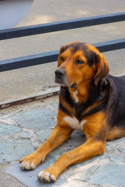 İyi ve büyük bir köpeğin portresi.