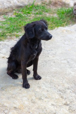 Güzel siyah köpek kaldırımda oturuyor.