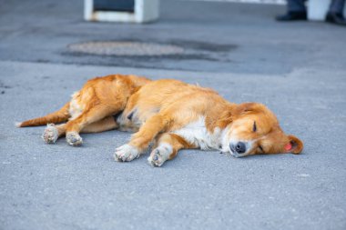 Kaldırımda uyuyan kırmızı bir spanyel. 