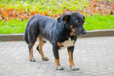 Küçük üzgün bir köpek yolda duruyor.