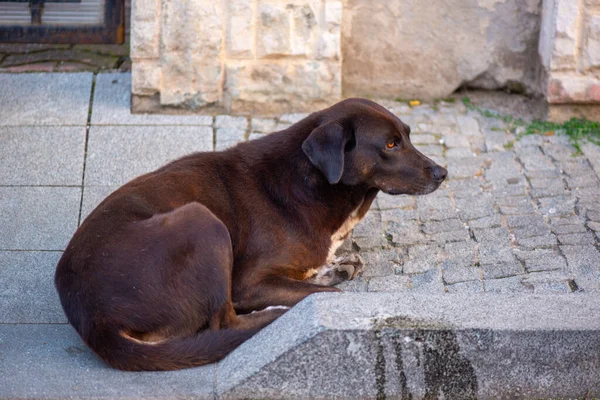Preto infeliz cão encontra-se na calçada em georgia — Fotografia de Stock