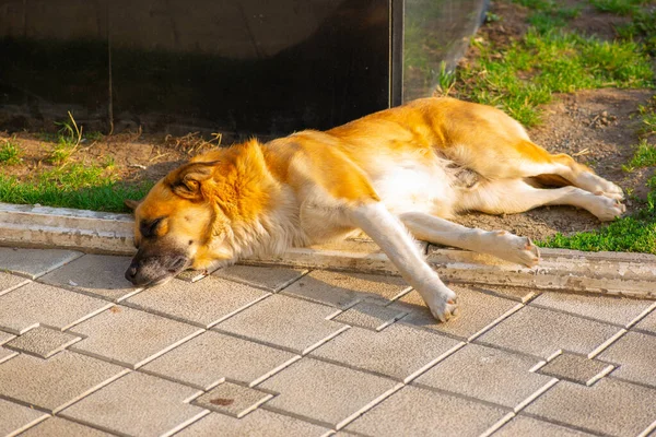 Il y a un chien rouge couché sur le trottoir — Photo