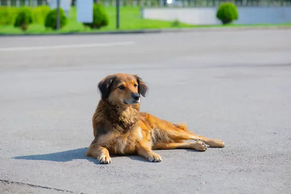 Adorável cão de gengibre encontra-se na calçada — Fotografia de Stock