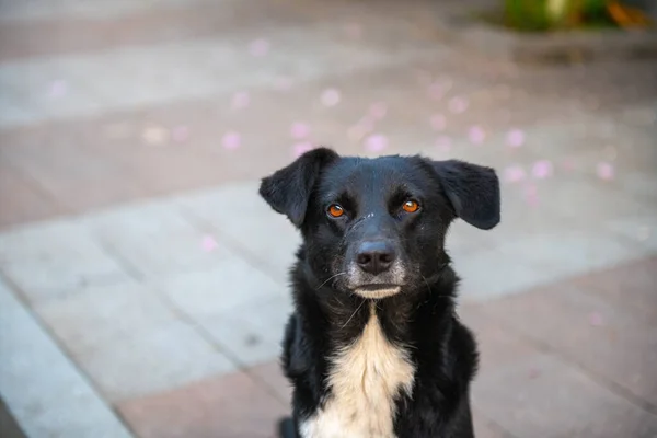 Foto de um cão preto na calçada — Fotografia de Stock