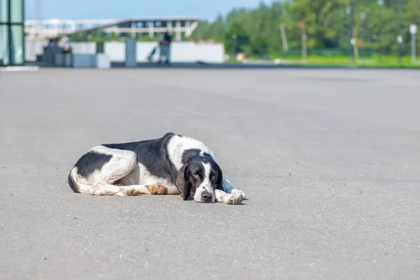 Hasta bir köpek yolda üzgün yatıyor.
