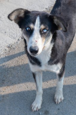 Farklı gözlü, sıra dışı küçük bir köpek.
