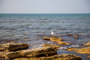 Aktau 'da deniz kenarındaki bir kayanın üzerinde bir martı oturuyor.