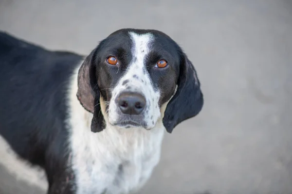 Белый и черный пятнистый пес с грустными глазами — стоковое фото