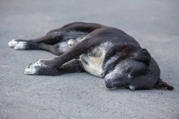 İyi siyah köpek kaldırımda uyuyor.