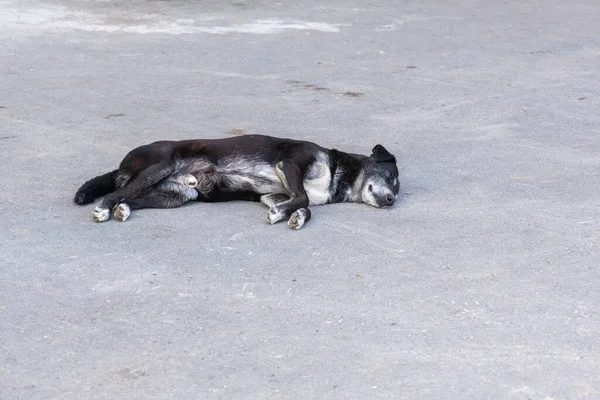 Cão preto encontra-se triste na estrada — Fotografia de Stock