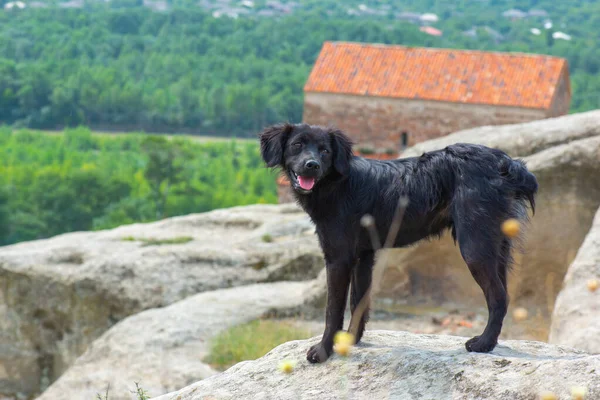 Маленькая собака стоит на горе в Уплиссихе — стоковое фото