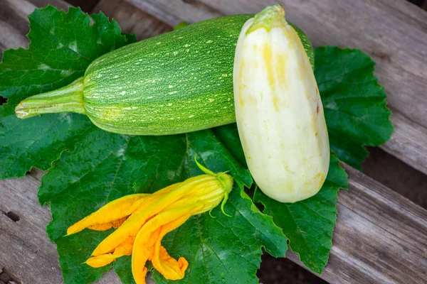 One white and green zucchini lies on a green leaf — Stock Photo, Image