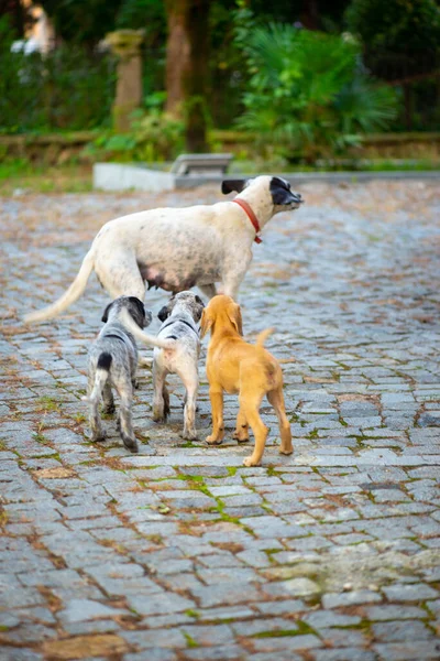 Little dog bitch feeds her little puppies in georgia — Photo