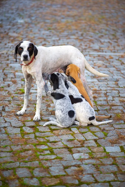 Dolmatian chien nourrit ses petits chiots en Géorgie — Photo