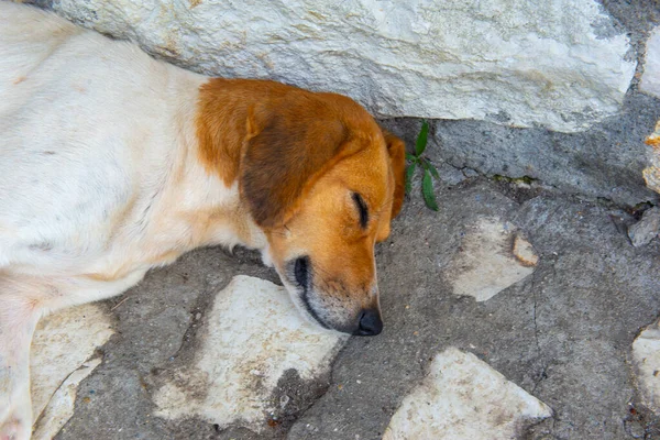Perro georgiano está profundamente dormido en la calle — Foto de Stock
