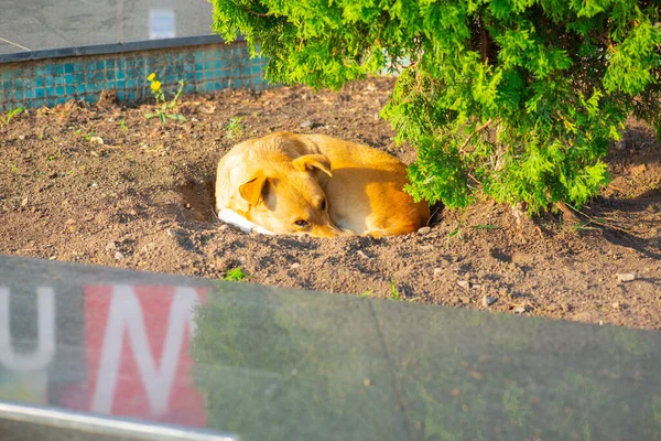 O cão dorme profundamente na grama — Fotografia de Stock
