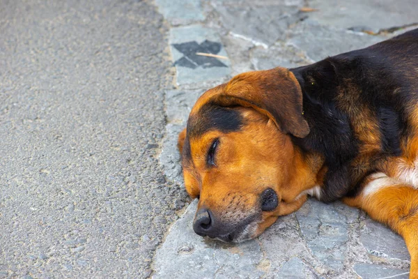 Belo cão de estimação encontra-se no passeio — Fotografia de Stock