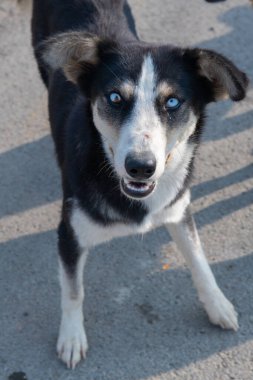 one black bitch with different eyes looks