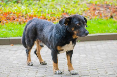 Yolda üzgün üzgün bakan bir köpek.