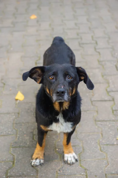 Zeer mooie zwarte hond staat en ziet er — Stockfoto