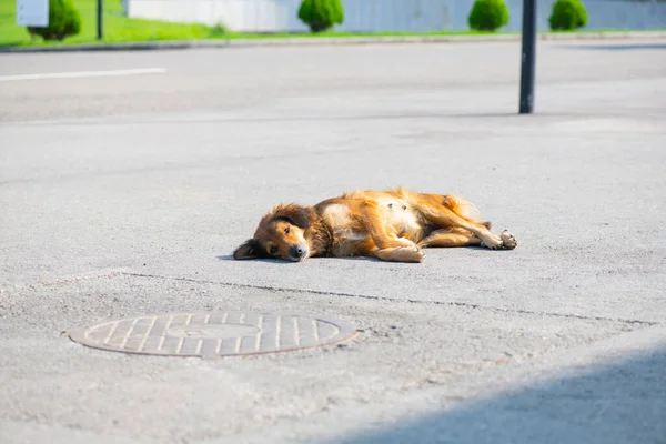 Kibar kırmızı köpek kaldırımda yatıyor.