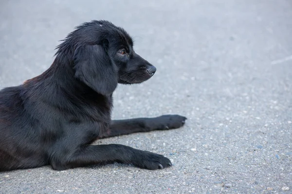 小黑狗躺在人行道上 — 图库照片