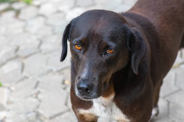 Portré egy fekete kutya Grúziában — Stock Fotó