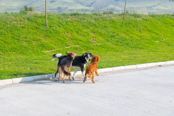 Molti cani giocano insieme sulla strada — Foto Stock