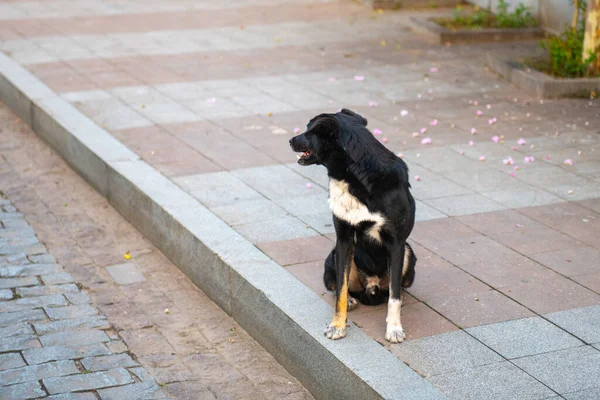 Black dog on the sidewalk turned away — Stock Photo, Image