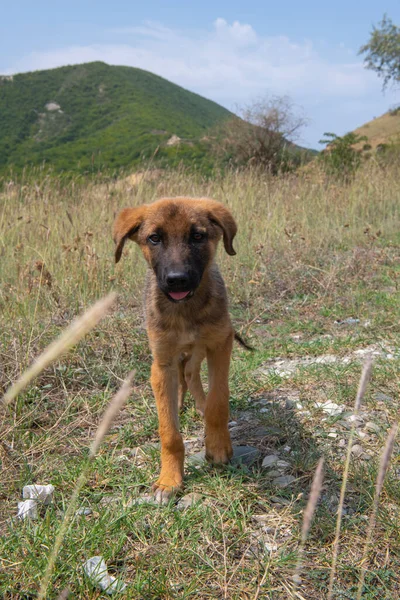 Cão vermelho correndo nas montanhas de georgia — Fotografia de Stock