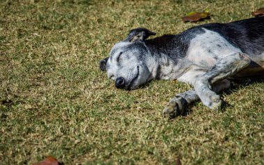 Sokak Köpeği parkta dinleniyor.