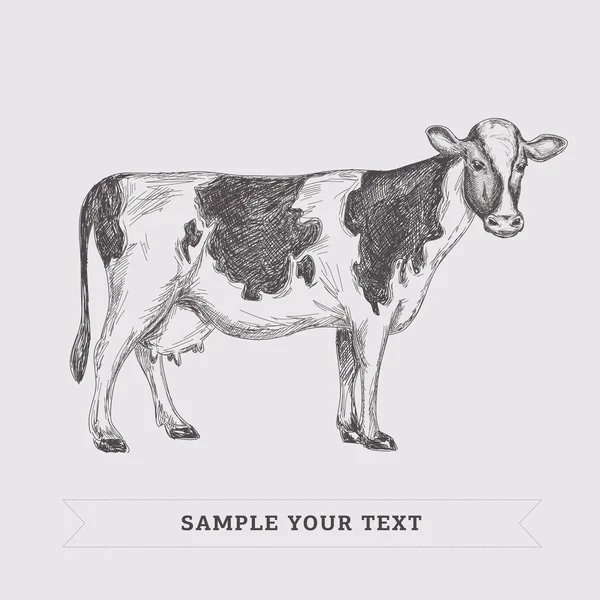 Ilustración vaca . — Archivo Imágenes Vectoriales