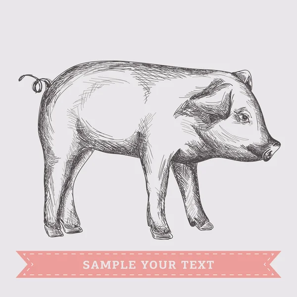 豚の図 ベクターグラフィックス
