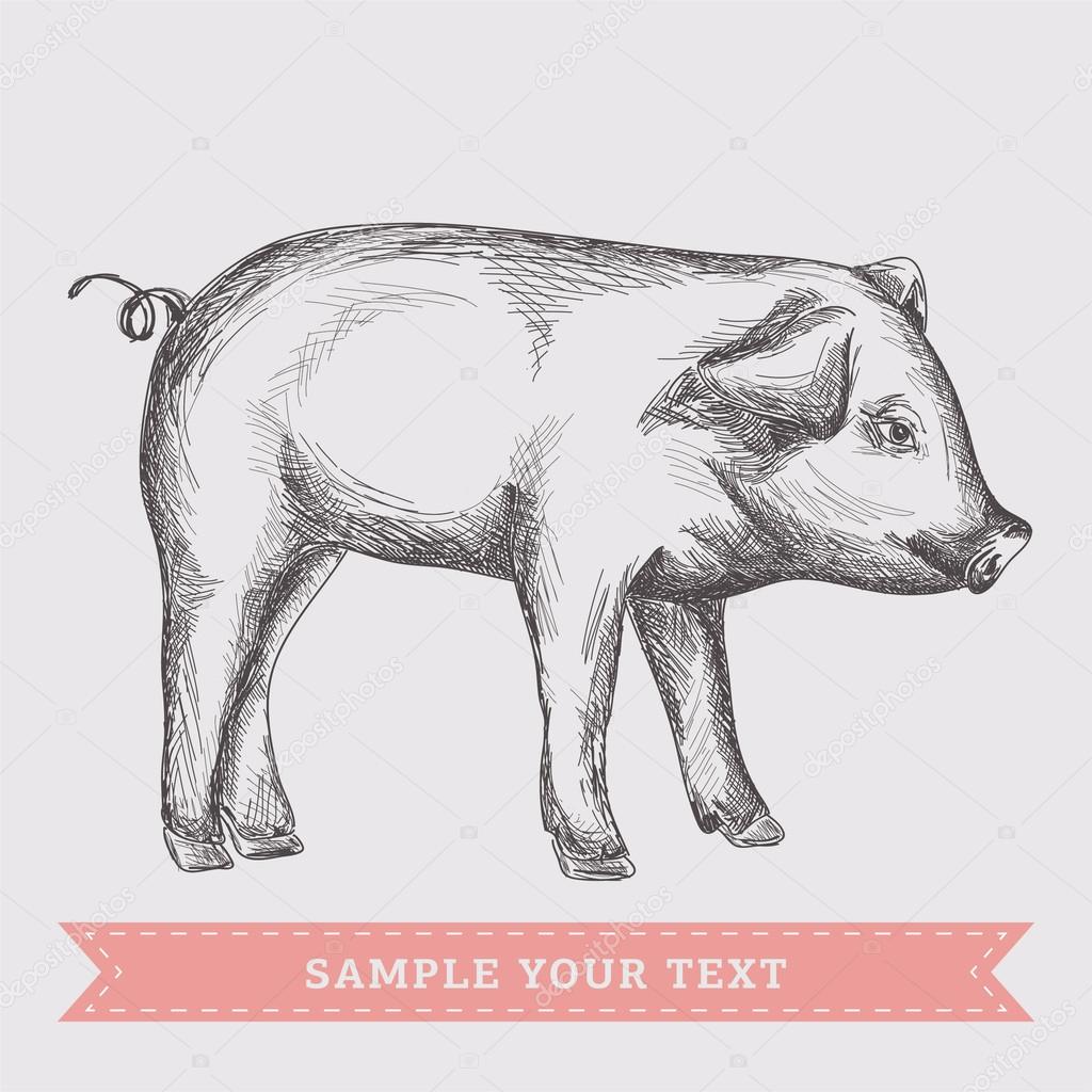 Pig illustration