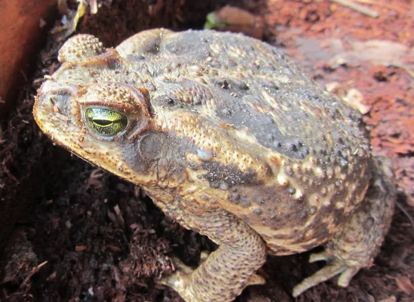 FROG — Stock Photo, Image