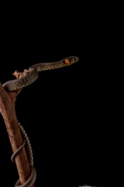 ot yılanı - natrix natrix