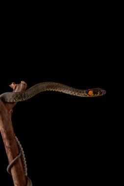 ot yılanı - natrix natrix