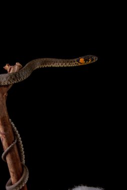 ot yılanı - natrix natrix