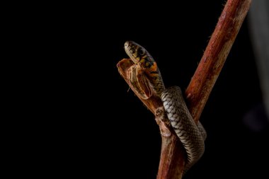 ot yılanı - natrix natrix