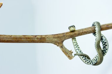 ot yılanı - natrix natrix