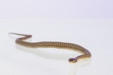 ot yılanı - natrix natrix