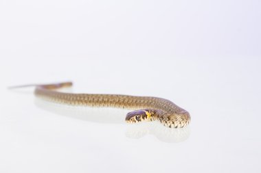ot yılanı - natrix natrix