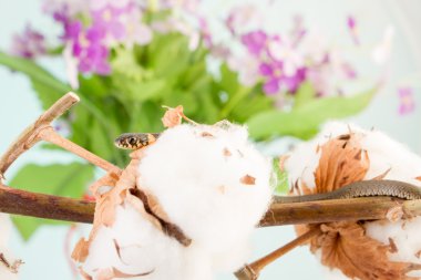 ot yılanı - natrix natrix