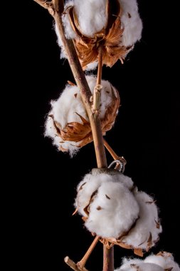 ot yılanı - natrix natrix