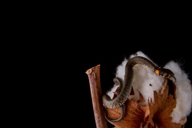 ot yılanı - natrix natrix